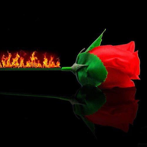 Vatrometna ruža na magičnom triku Rose-Fire nakon