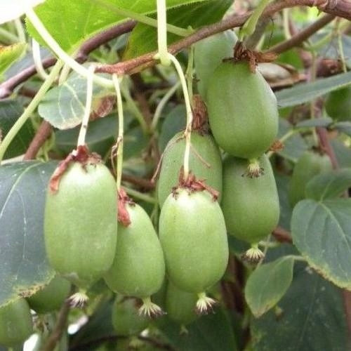 Mini Kiwi Dr. Szymanowski Aktinidija Samooplodna, Hermafroditna, Puzavica Otporna na Mraz