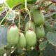 Mini Kiwi Dr. Szymanowski Aktinidija Samooplodna, Hermafroditna, Puzavica Otporna na Mraz