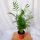 KORALJNA PALMA CHAMAEDOREA ELEGANS REGISTRIRANA CHAMEDORA 12cm