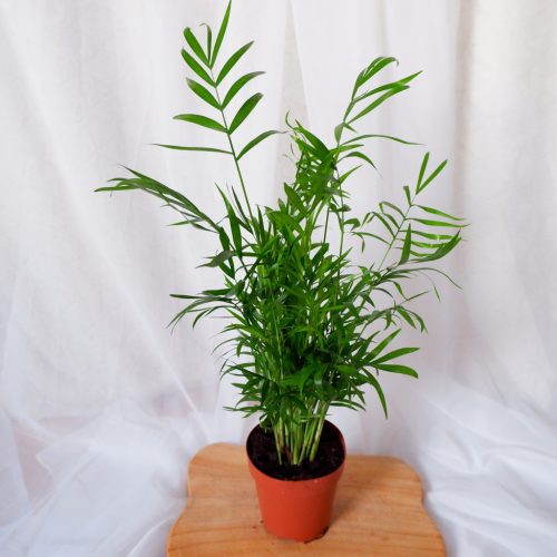 KORALJNA PALMA CHAMAEDOREA ELEGANS REGISTRIRANA CHAMEDORA 12cm