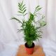 KORALJNA PALMA CHAMAEDOREA ELEGANS REGISTRIRANA CHAMEDORA 12cm
