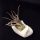Nitovi biljke Tillandsia Pruinosa