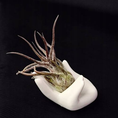 Nitovi biljke Tillandsia Pruinosa