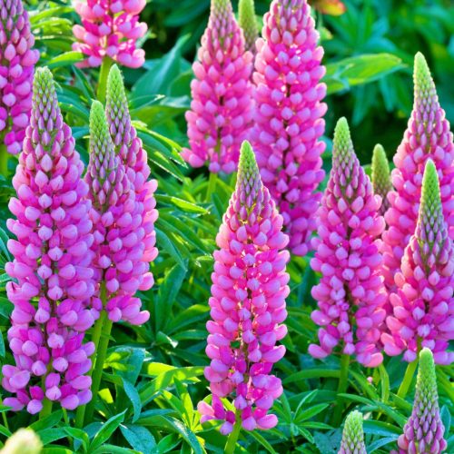 Garden Lupine 'Pink Shades' - Lupinus Polyphyllus 'Pink Shades'