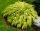 Hakonechloa zlatna 'Aureola' _ Bambusova trava p11