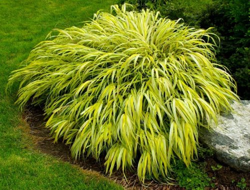 Hakonechloa zlatna 'Aureola' _ Bambusova trava p11