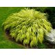 Hakonechloa zlatna 'Aureola' _ Bambusova trava p11