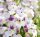 Penstemon 'Harlequin Lilac' sadnica u posudi od 2-3 litre