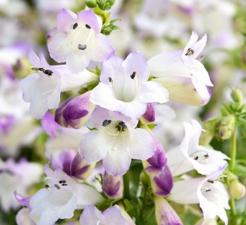 Penstemon 'Harlequin Lilac' sadnica u posudi od 2-3 litre