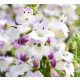 Penstemon 'Harlequin Lilac' sadnica u posudi od 2-3 litre