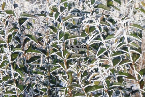 Zimzelena ligustra za živicu, sadnice od 20-40 cm, paket od 10 komada