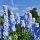 Delphinium Ljetno Nebo | Posuda za cvijeće P9 Plavi Skupovi Cvatova