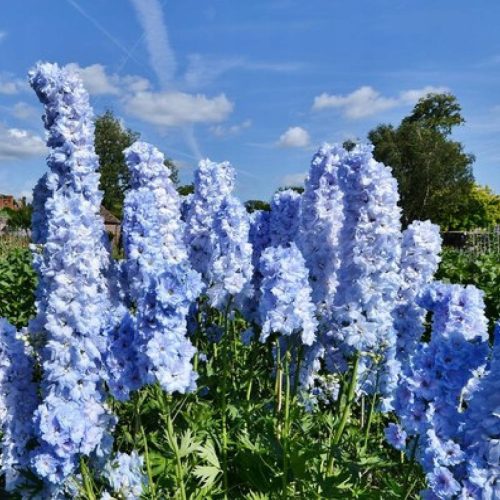 Delphinium Ljetno Nebo | Posuda za cvijeće P9 Plavi Skupovi Cvatova