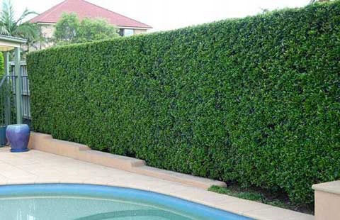 Tisa Hrvatska (taxus baccata)