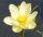 SVETI ŽUTI LOTOS NELUMBO NUCIFERA 10 SJEM