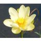 SVETI ŽUTI LOTOS NELUMBO NUCIFERA 10 SJEM