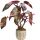 Filodendron Růžičasta Princeza (Philodendron) Sobna Biljka P12 - M