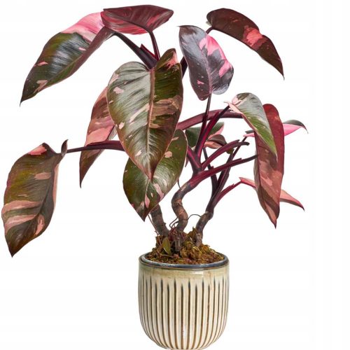Filodendron Růžičasta Princeza (Philodendron) Sobna Biljka P12 - M