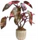Filodendron Růžičasta Princeza (Philodendron) Sobna Biljka P12 - M