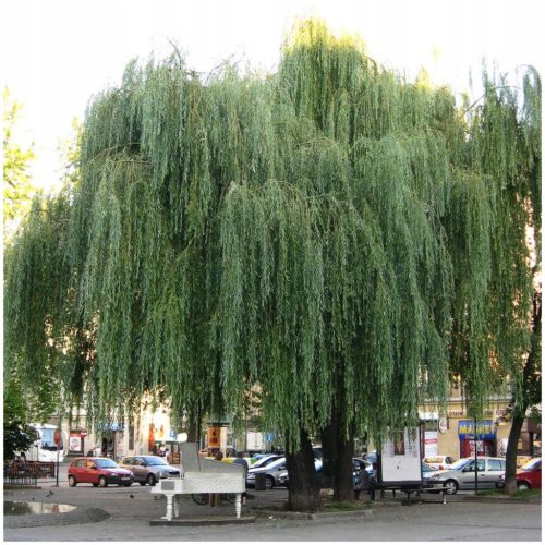 Sadnice bijele vrbe u posudi od 2-3 litre, visine 120-150 cm