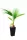 Washingtonia Robusta Palma u posudi 2-3l, 40-60 cm