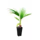 Washingtonia Robusta Palma u posudi 2-3l, 40-60 cm