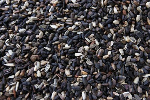 Suncokret za cvijeće 1 kg | Ukrasno zrno sjemenje za bujno cvjetanje