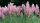 Pink PAMPASS TRAVA Cortaderia Selloana Pink Feather P9
