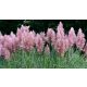 Pink PAMPASS TRAVA Cortaderia Selloana Pink Feather P9