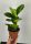 Peperomia tępolistna do 8,5 cm