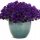 SUPERTUNIA MINI VISTA ULTRAMARINE 6 SADNICA