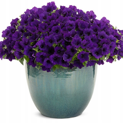SUPERTUNIA MINI VISTA ULTRAMARINE 6 SADNICA