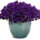 SUPERTUNIA MINI VISTA ULTRAMARINE 6 SADNICA