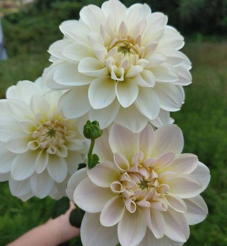 Dekorativna Dahlia Karamel Antique 1 kom
