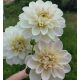 Dekorativna Dahlia Karamel Antique 1 kom