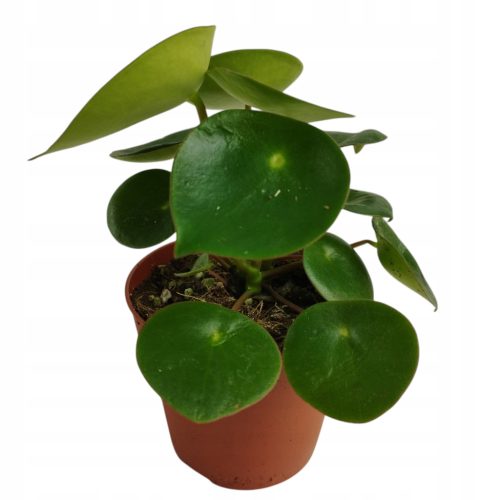 Peperomia kapi kap 'Raindrop'