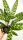 Calathea Lancifolia - Egzotična lončanica s jedinstvenim uzorkom na listovima! Idealna za unutarnje prostore, oživljavajući prostor s notom džungle.

Calathea lancifolia, poznata i kao "Zmijin list" (