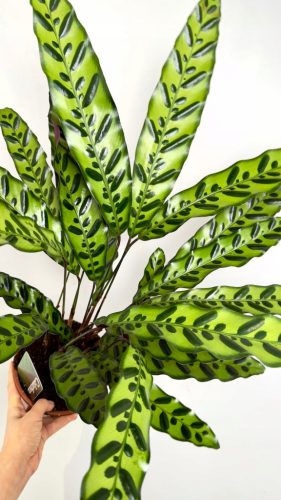 Calathea Lancifolia - Egzotična lončanica s jedinstvenim uzorkom na listovima! Idealna za unutarnje prostore, oživljavajući prostor s notom džungle.

Calathea lancifolia, poznata i kao "Zmijin list" (
