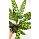Calathea Lancifolia - Egzotična lončanica s jedinstvenim uzorkom na listovima! Idealna za unutarnje prostore, oživljavajući prostor s notom džungle.

Calathea lancifolia, poznata i kao "Zmijin list" (
