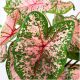 CALADIUM PINK BEAUTY BULWY ZA VRT CALADIUM SADNICE 1 kom + GRATIS