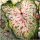 CALADIUM GINGER LAND BULVE ZA VRT CALADIUM GINGER LAND SADNICE 1 KOM + GRATIS