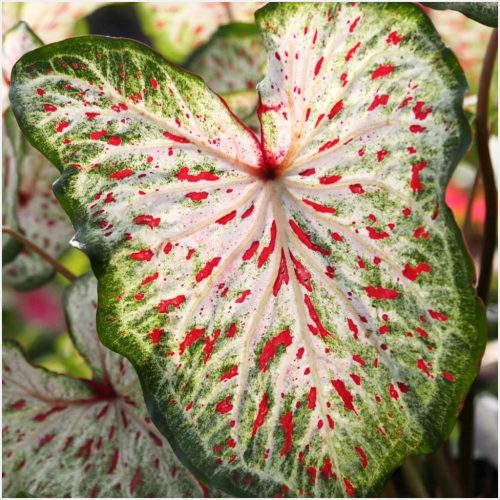 CALADIUM GINGER LAND BULVE ZA VRT CALADIUM GINGER LAND SADNICE 1 KOM + GRATIS