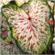 CALADIUM GINGER LAND BULVE ZA VRT CALADIUM GINGER LAND SADNICE 1 KOM + GRATIS