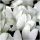 CALADIUM GARDEN TUBE FLORIDA MOONLIGHT sadnice 1 kom + GRATIS