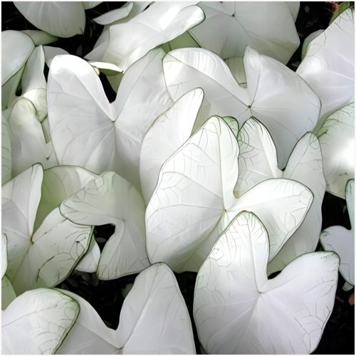 CALADIUM GARDEN TUBE FLORIDA MOONLIGHT sadnice 1 kom + GRATIS