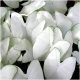 CALADIUM GARDEN TUBE FLORIDA MOONLIGHT sadnice 1 kom + GRATIS