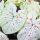 CALADIUM JAGODA ZVIJEZDA sadnice CALADIUM STRAWBERRY STAR 1 kom + GRATIS