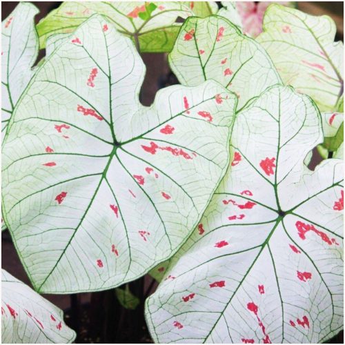 CALADIUM JAGODA ZVIJEZDA sadnice CALADIUM STRAWBERRY STAR 1 kom + GRATIS