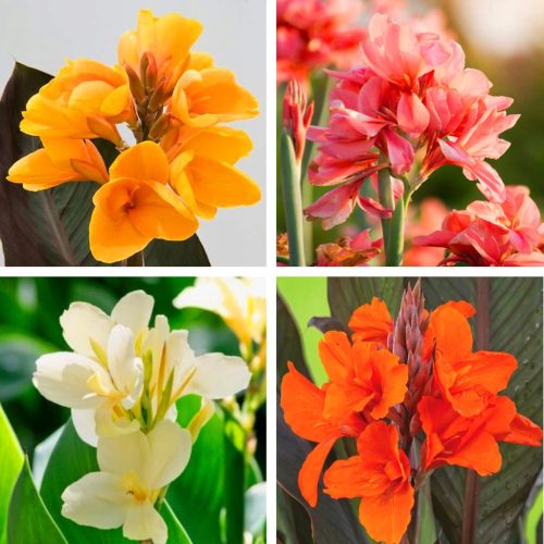 CANNA KANNA PACIORECZNIK ZESTAW MIX KOLORÓW sadnica 4 kom + GRATIS